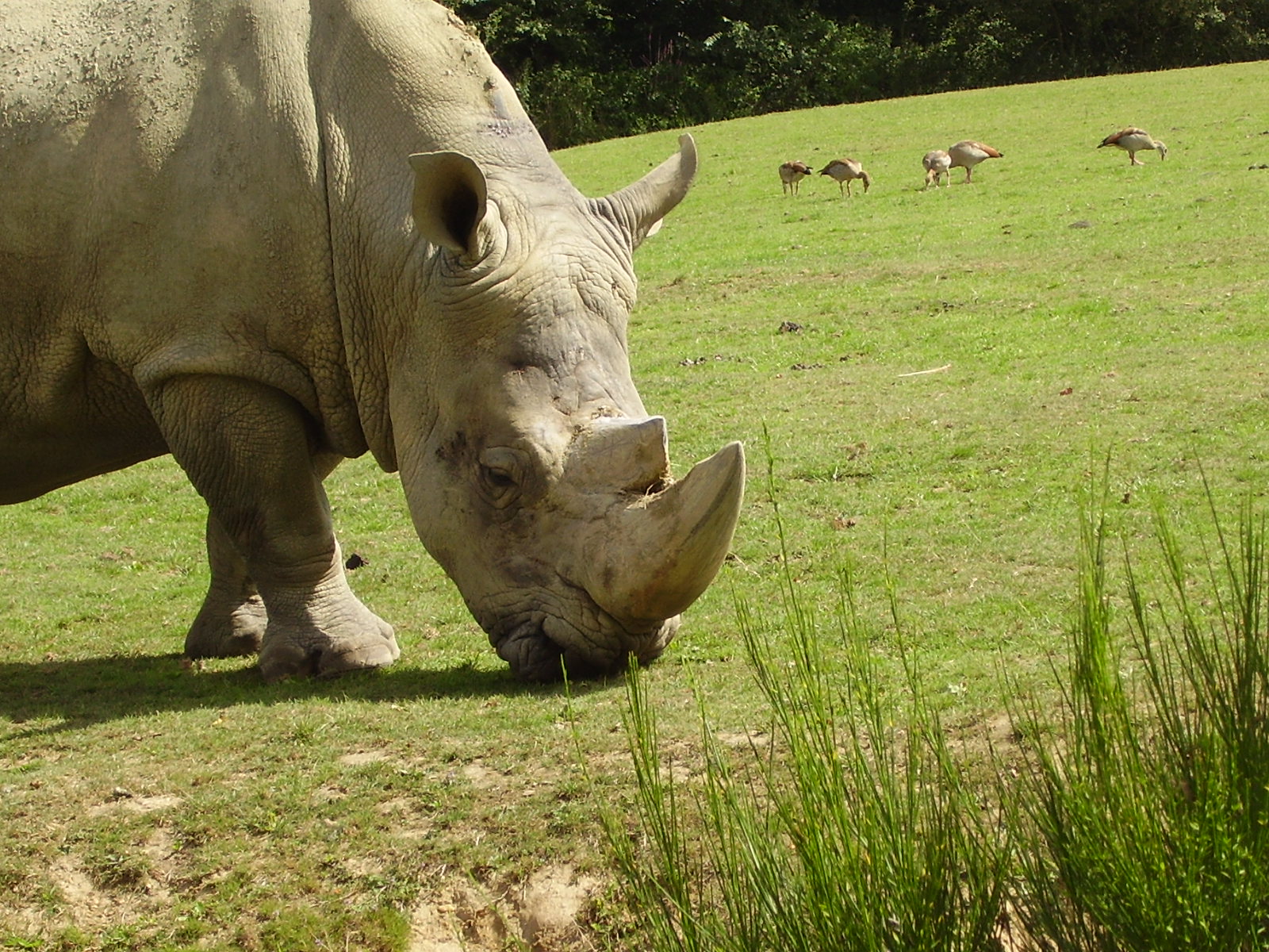 Rhino - 2008