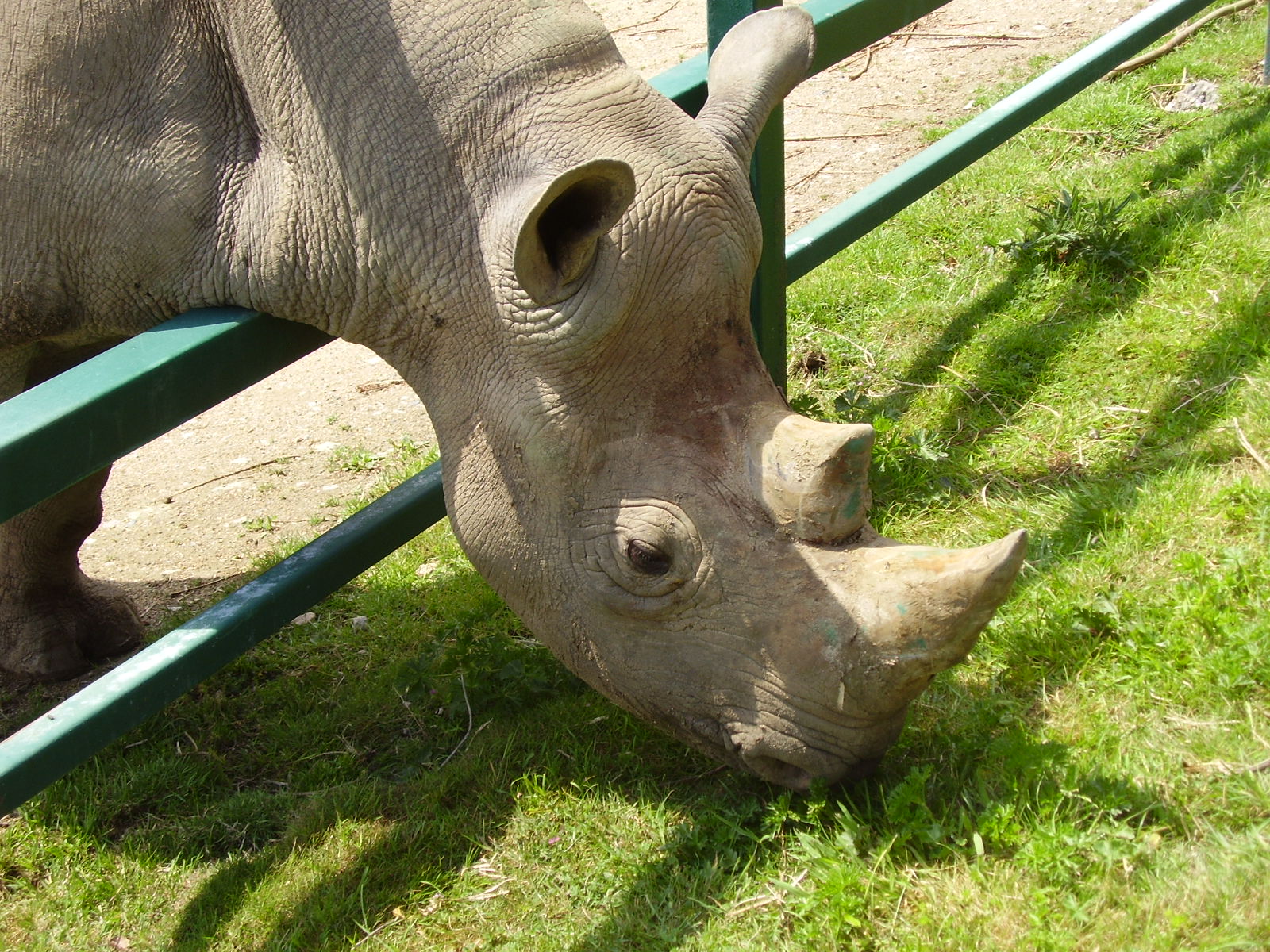 Rhino - 2009
