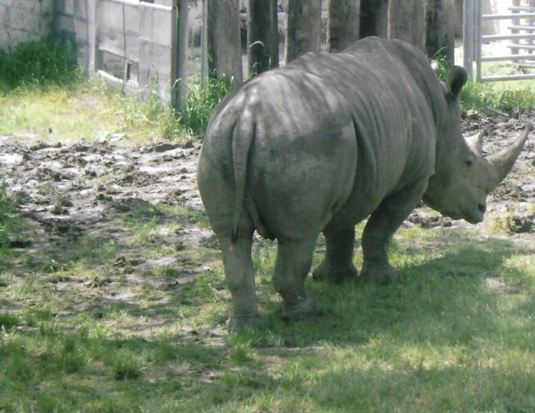 rhino 2010