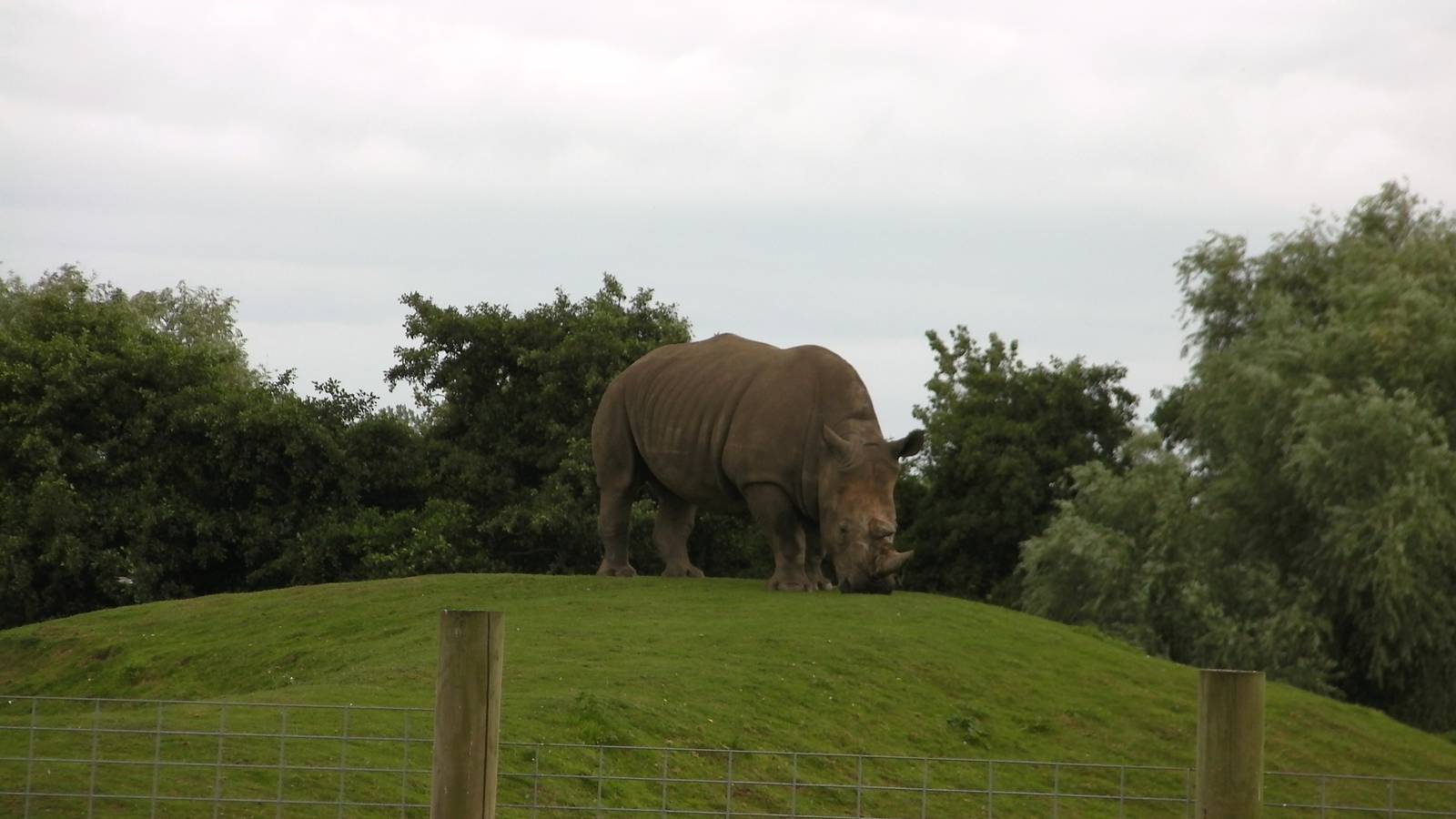 Rhino - 29.07.2011