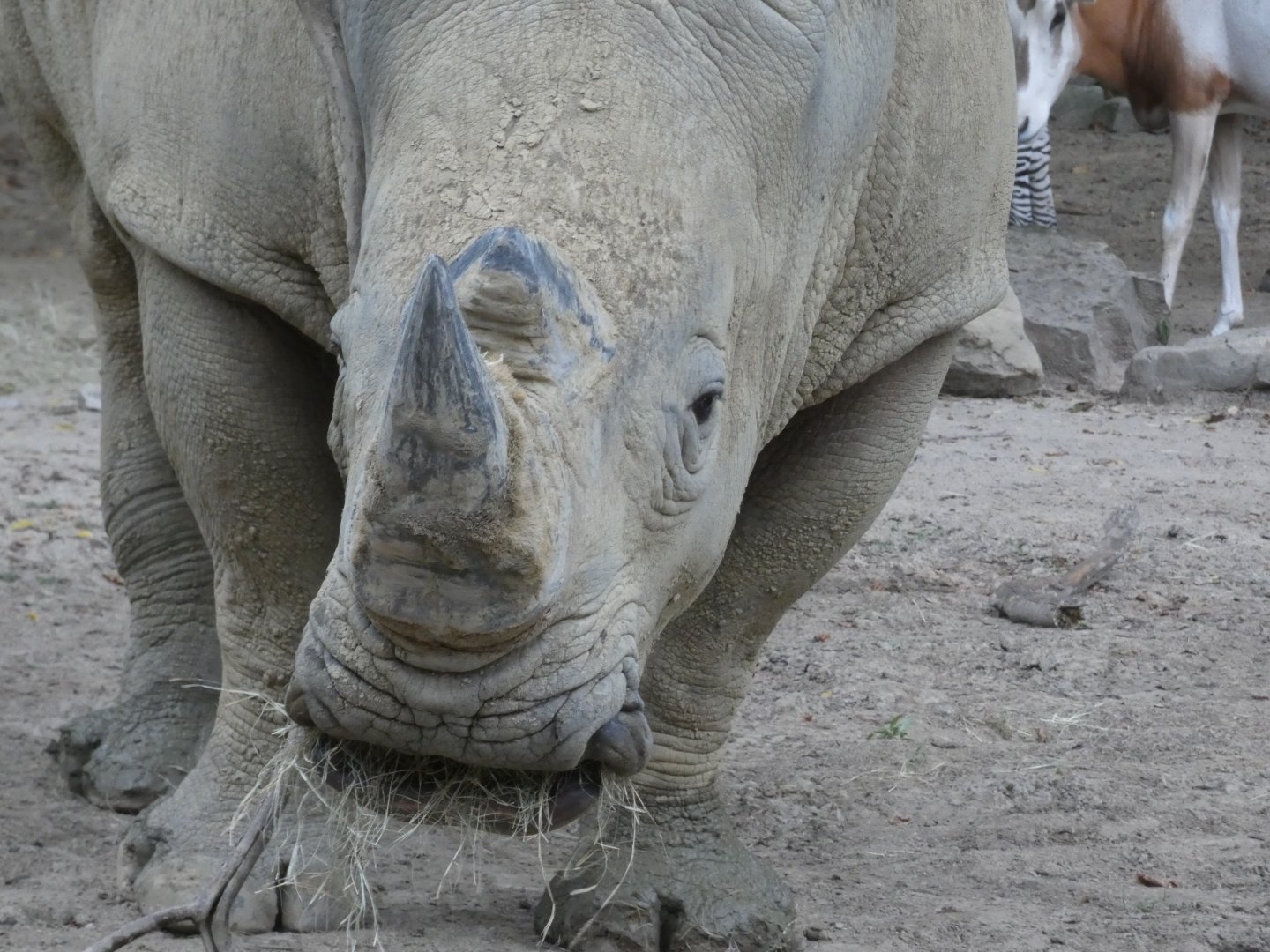 Rhino, African Veldt, Aug. 2020