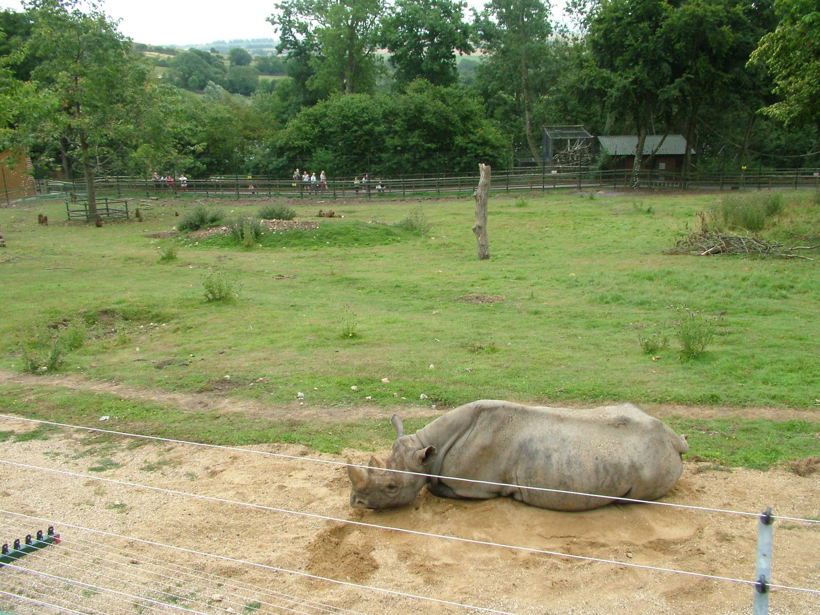 Rhino and Baboon Mixed Exhibit at Port Lympne, 01/08/10