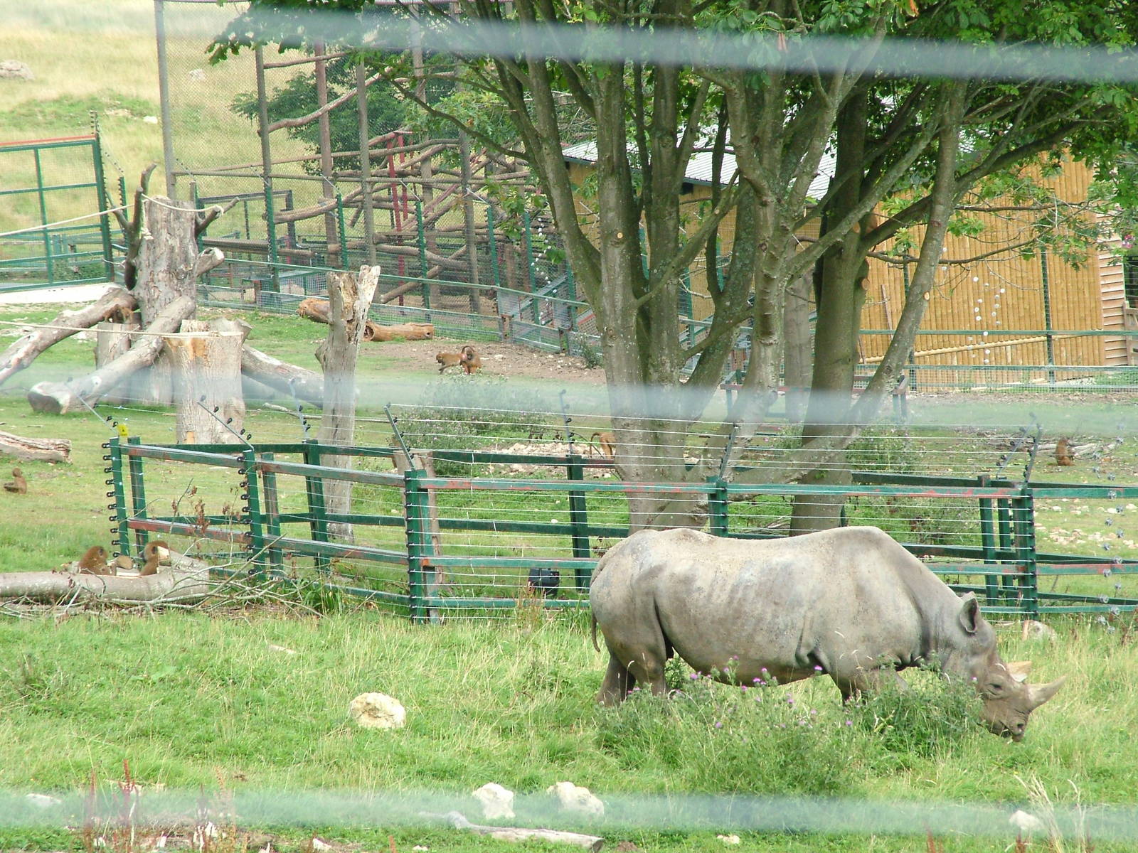 Rhino and Baboon Mixed Exhibit at Port Lympne, 01/08/10