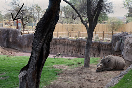 rhino and gazelle and elephant