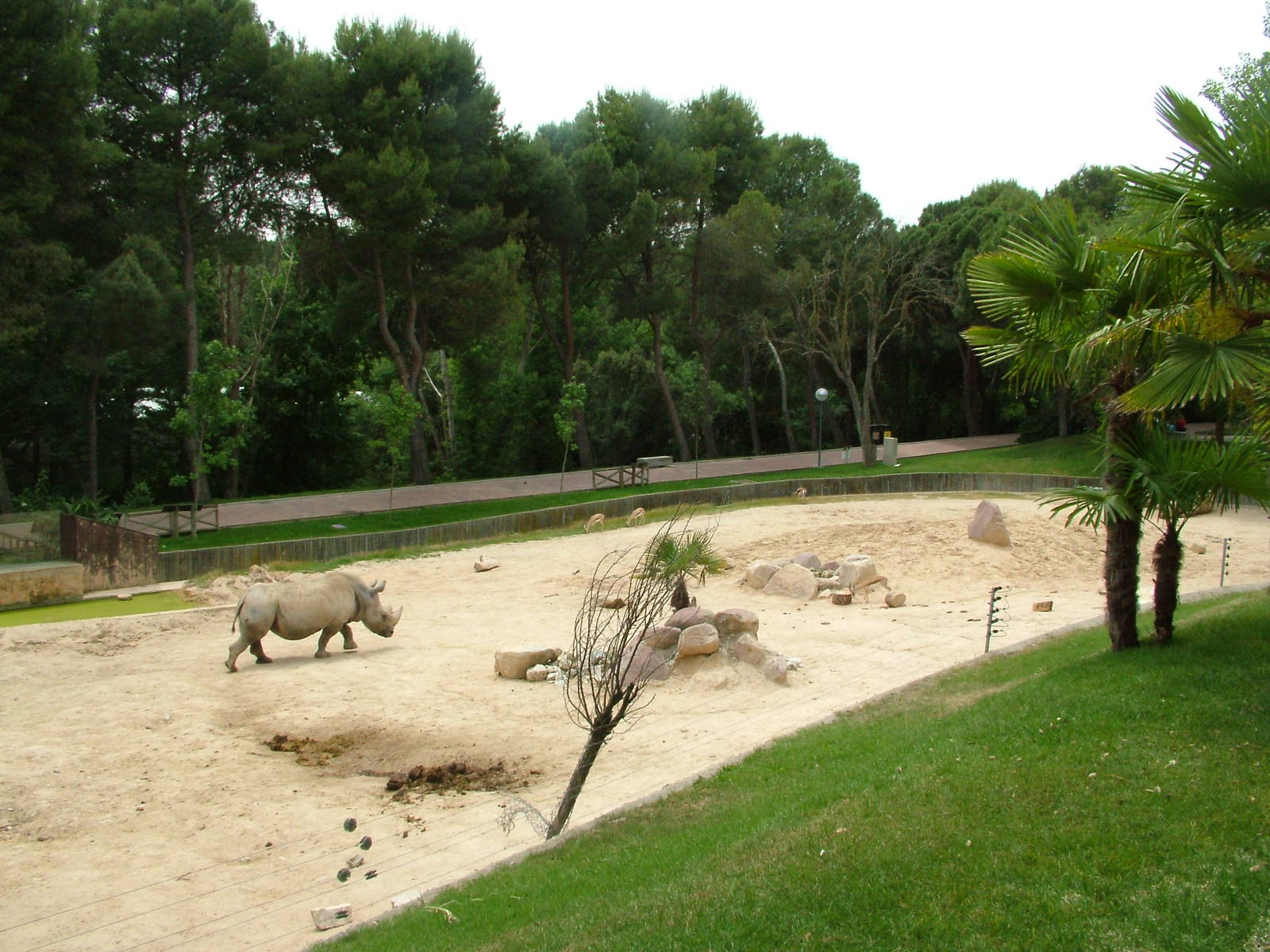 Rhino and Gazelle Paddock at Madrid Zoo Aquarium, 26/05/11