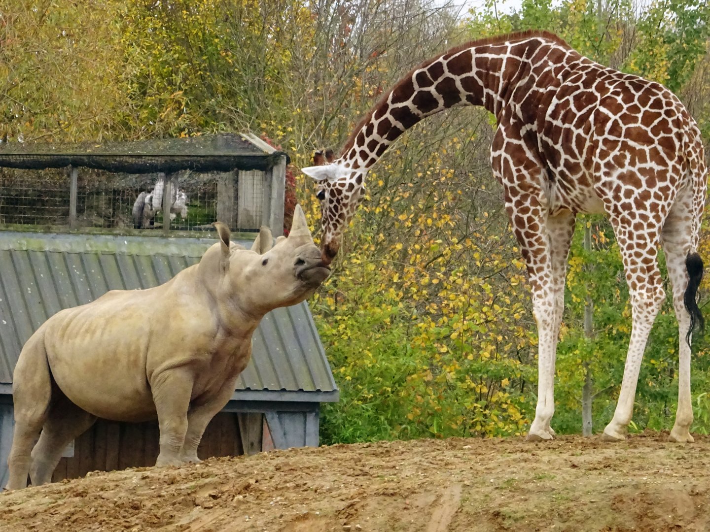 Rhino and giraffe interspecies interaction