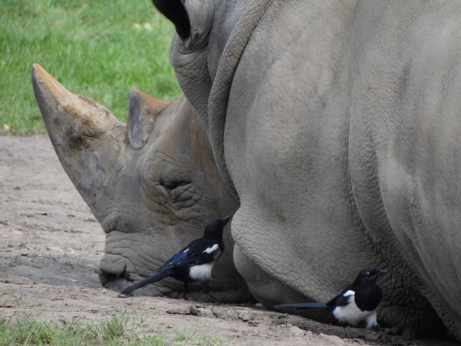 Rhino and helpful magpies