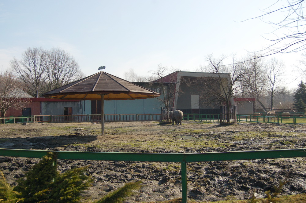 Rhino and house at Katowice Zoo