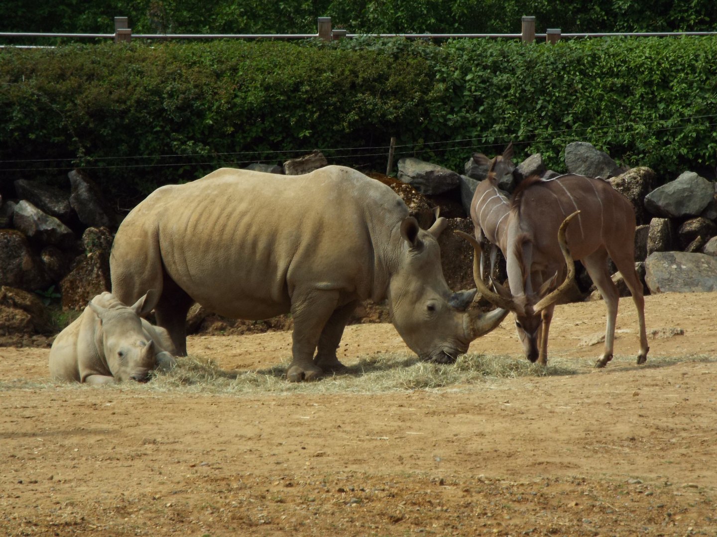 Rhino and Kudu, Colchester Zoo
