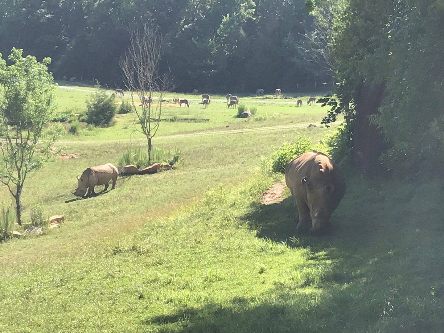 Rhino and Oryx on Watani Grasslands
