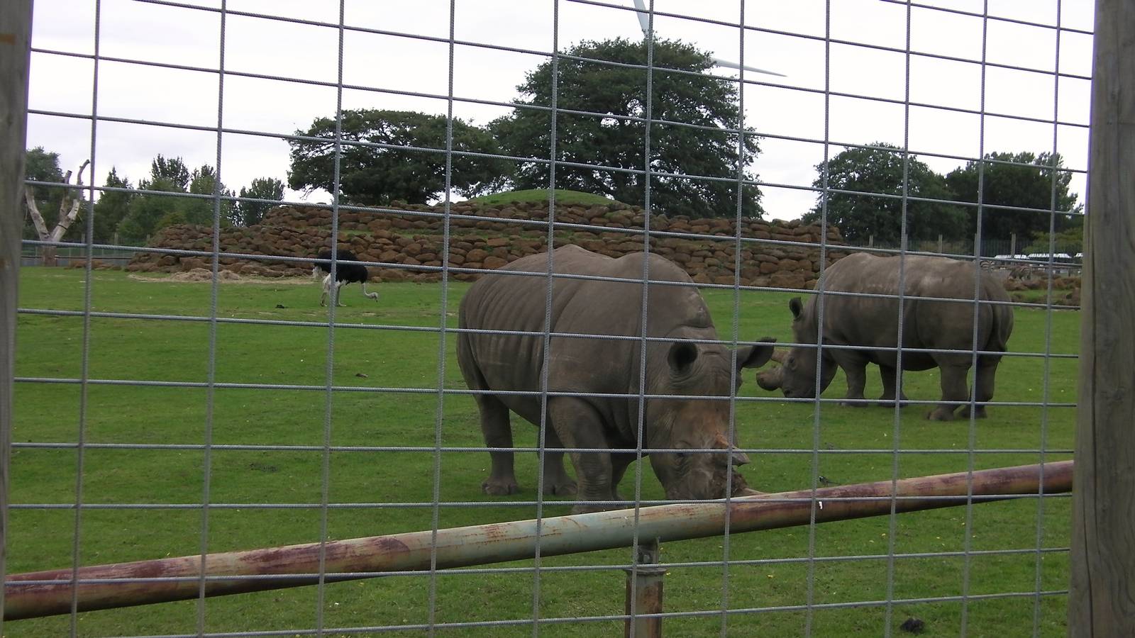 Rhino and Ostrich - 29.07.2011