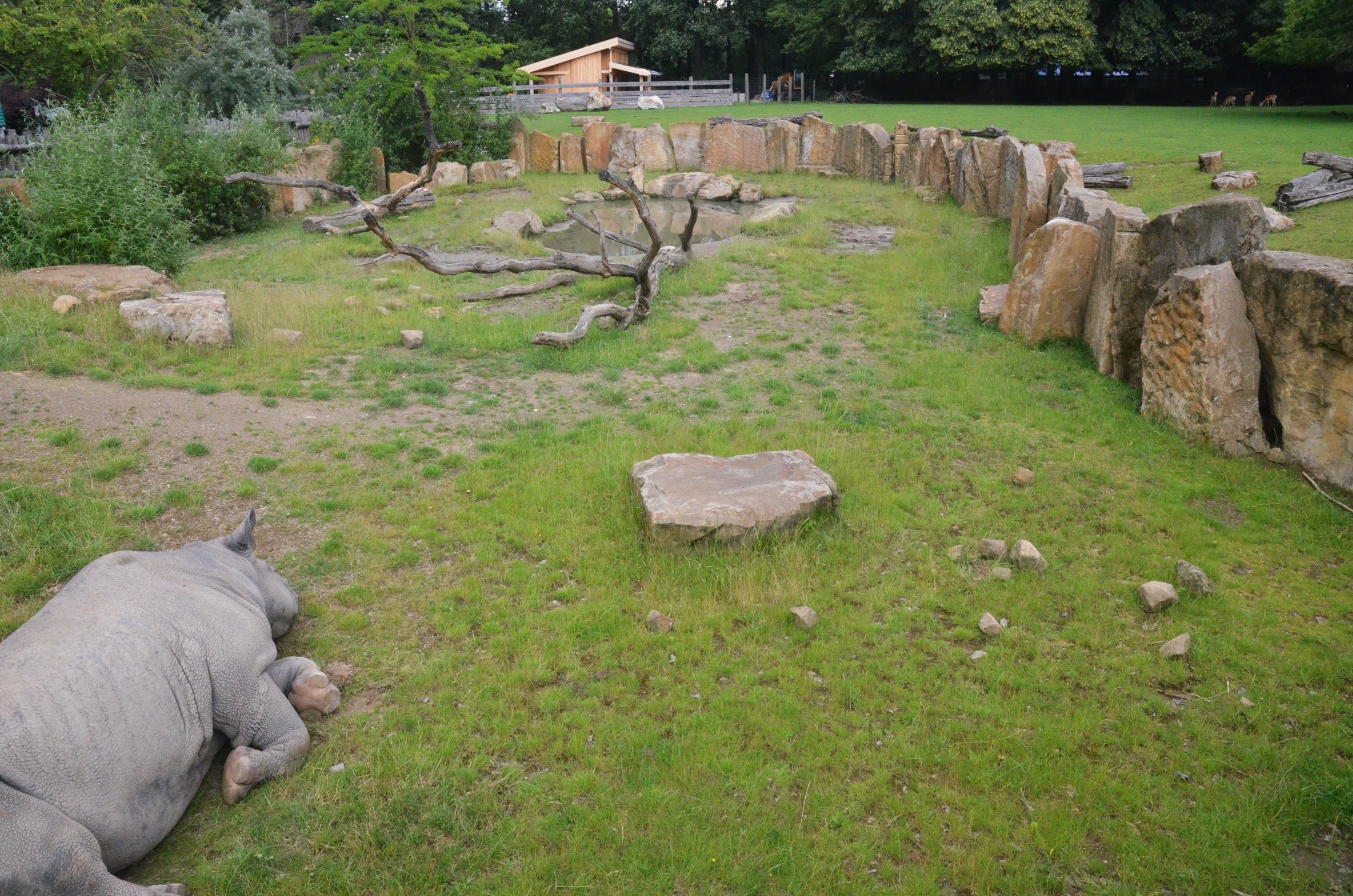 Rhino and Savannah Enclosures at Krefeld, 15/06/19