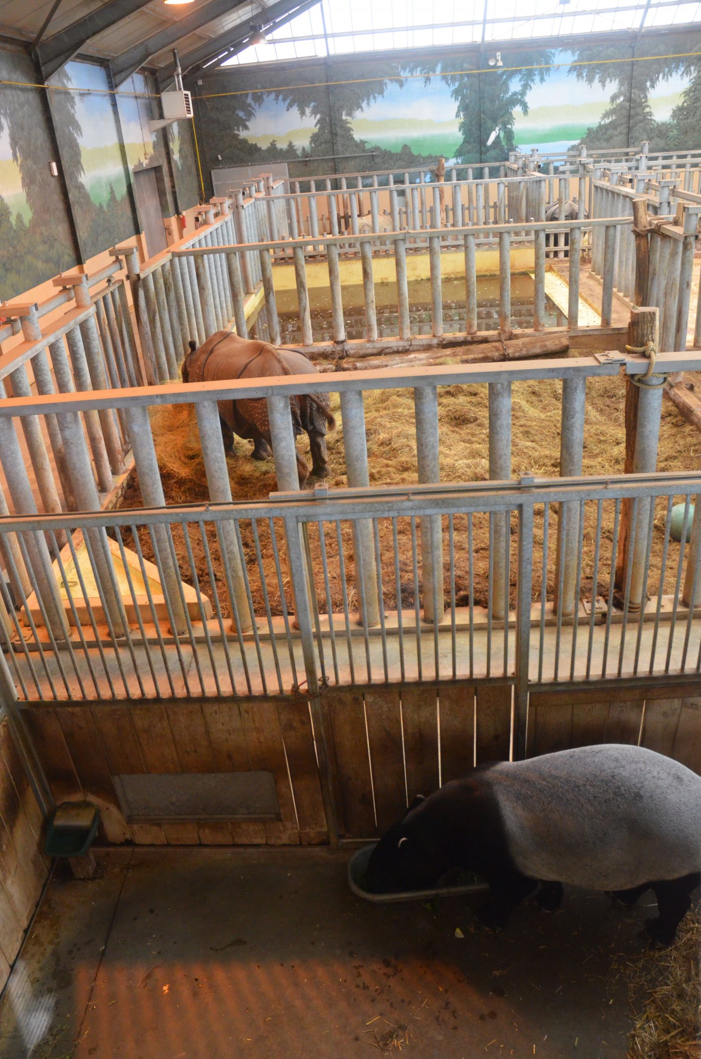 Rhino and Tapir Indoors at Beauval, 12/06/18