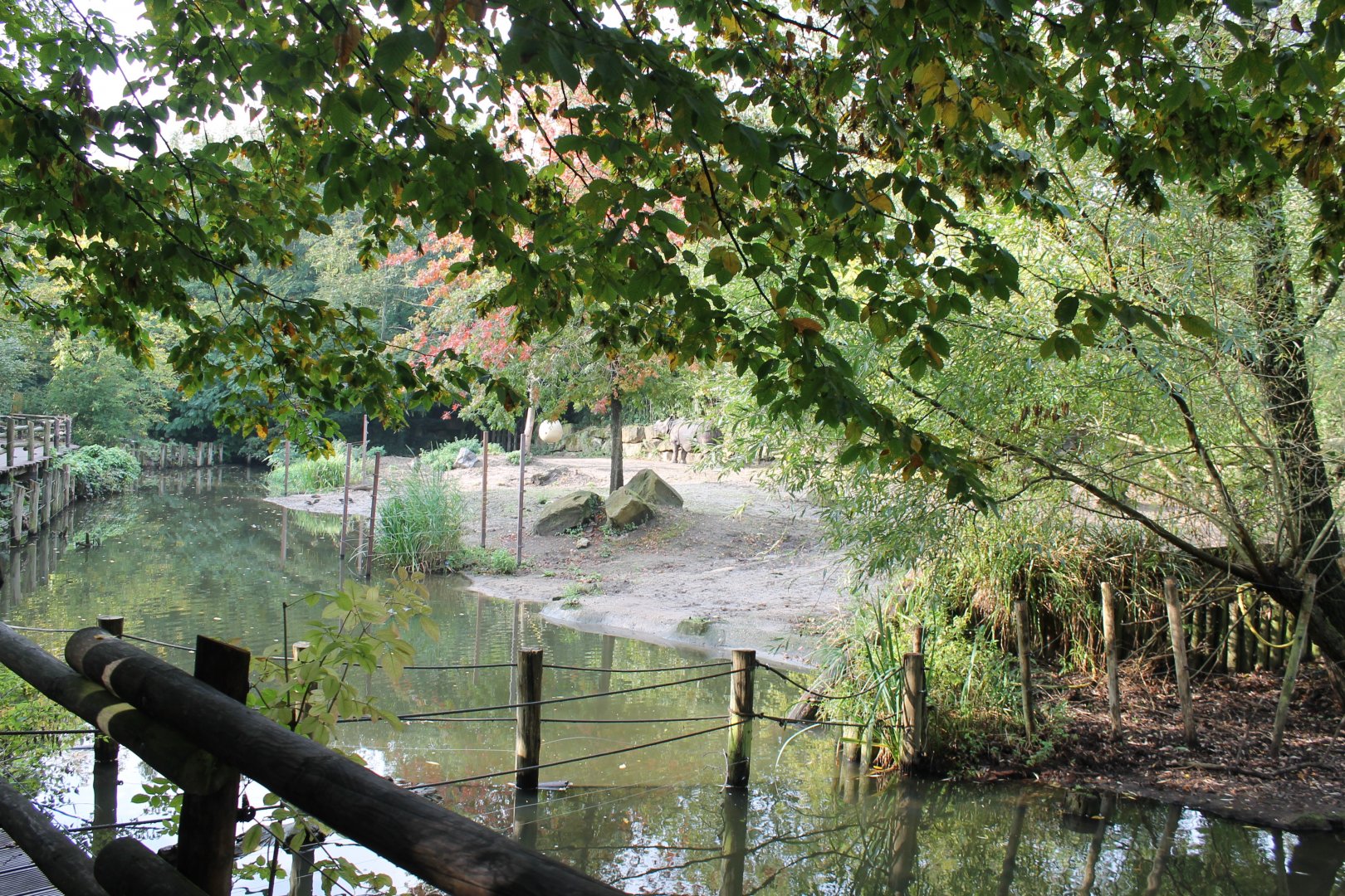 Rhino and Warty hog-enclosure