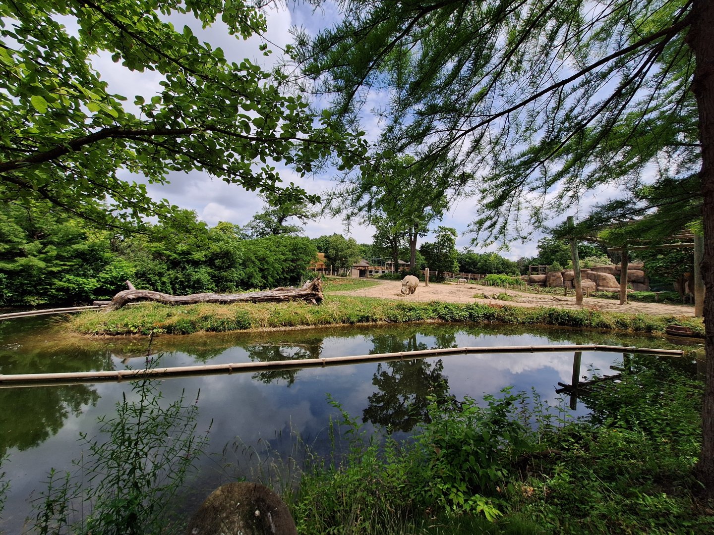Rhino and Zebra mixed species enclosure