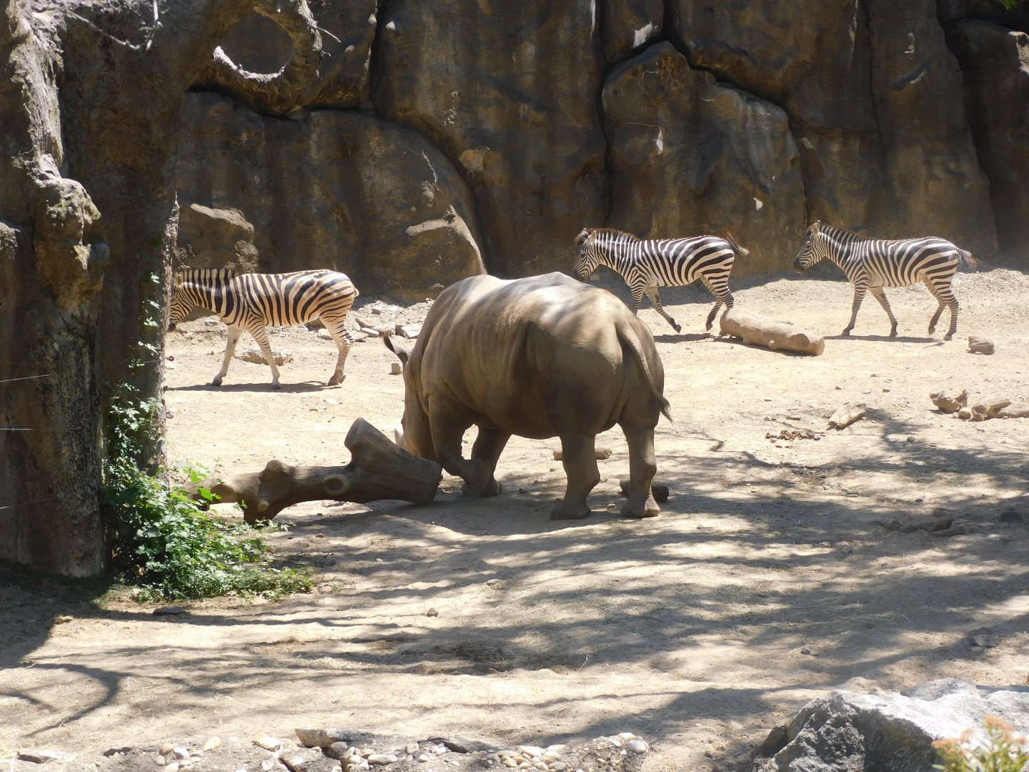 Rhino and zebras