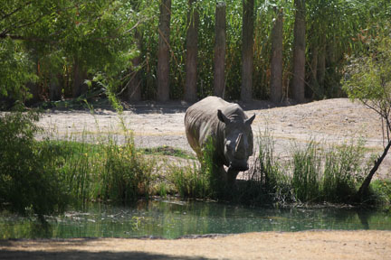 rhino at water's edge
