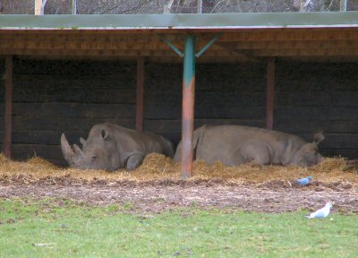 Rhino at Woburn