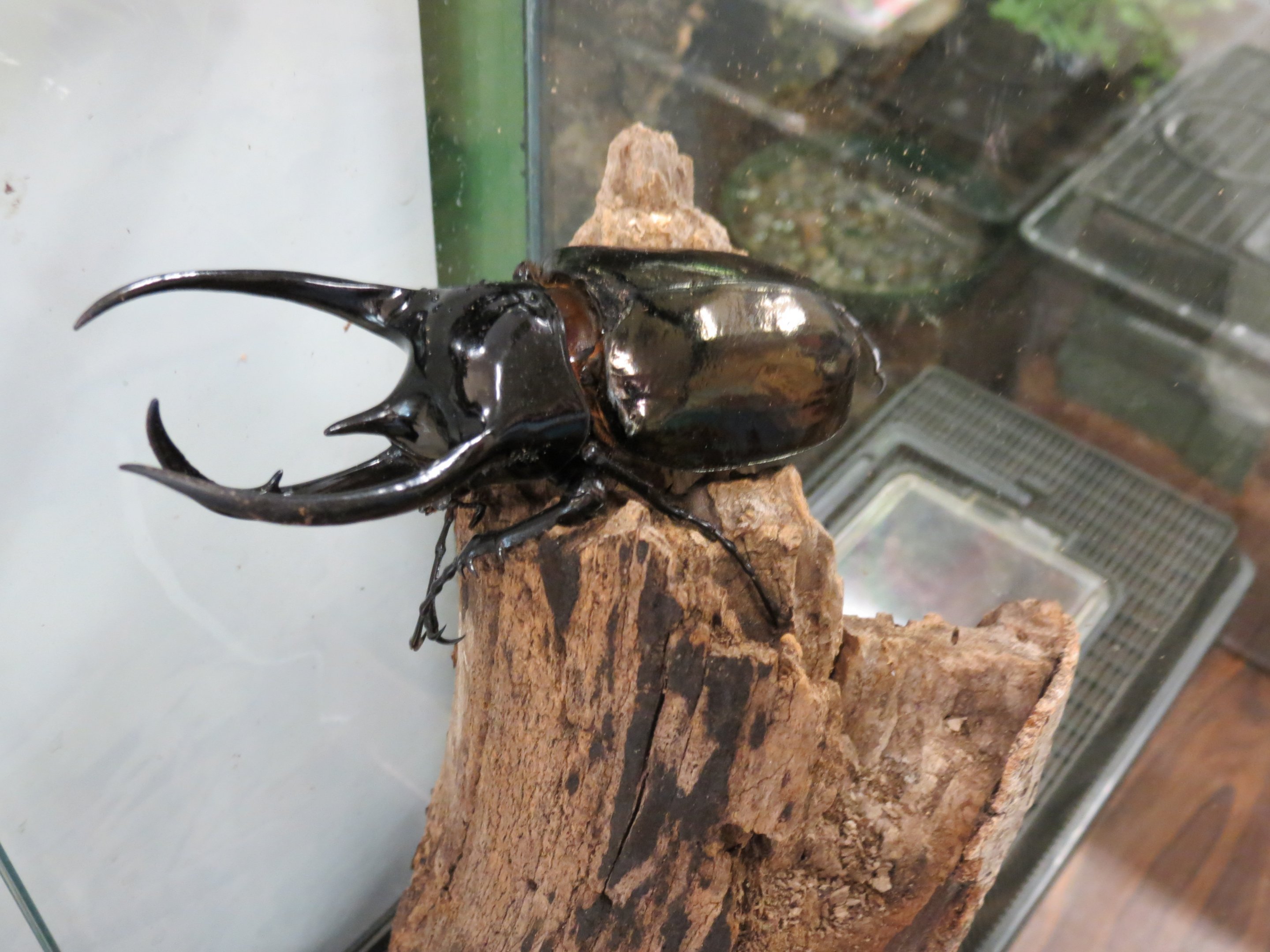 Rhino (Atlas) Beetle