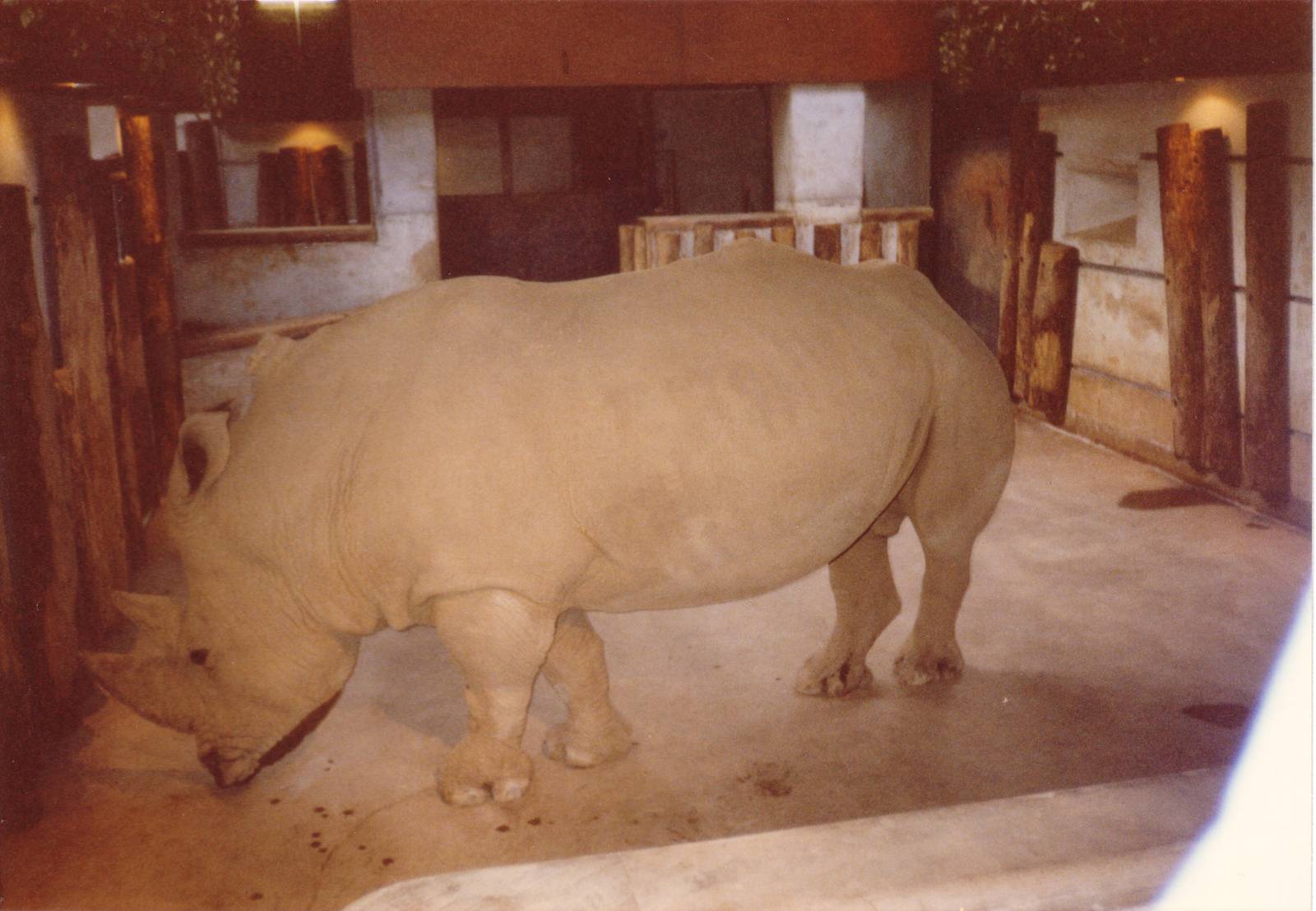 Rhino, August 1989