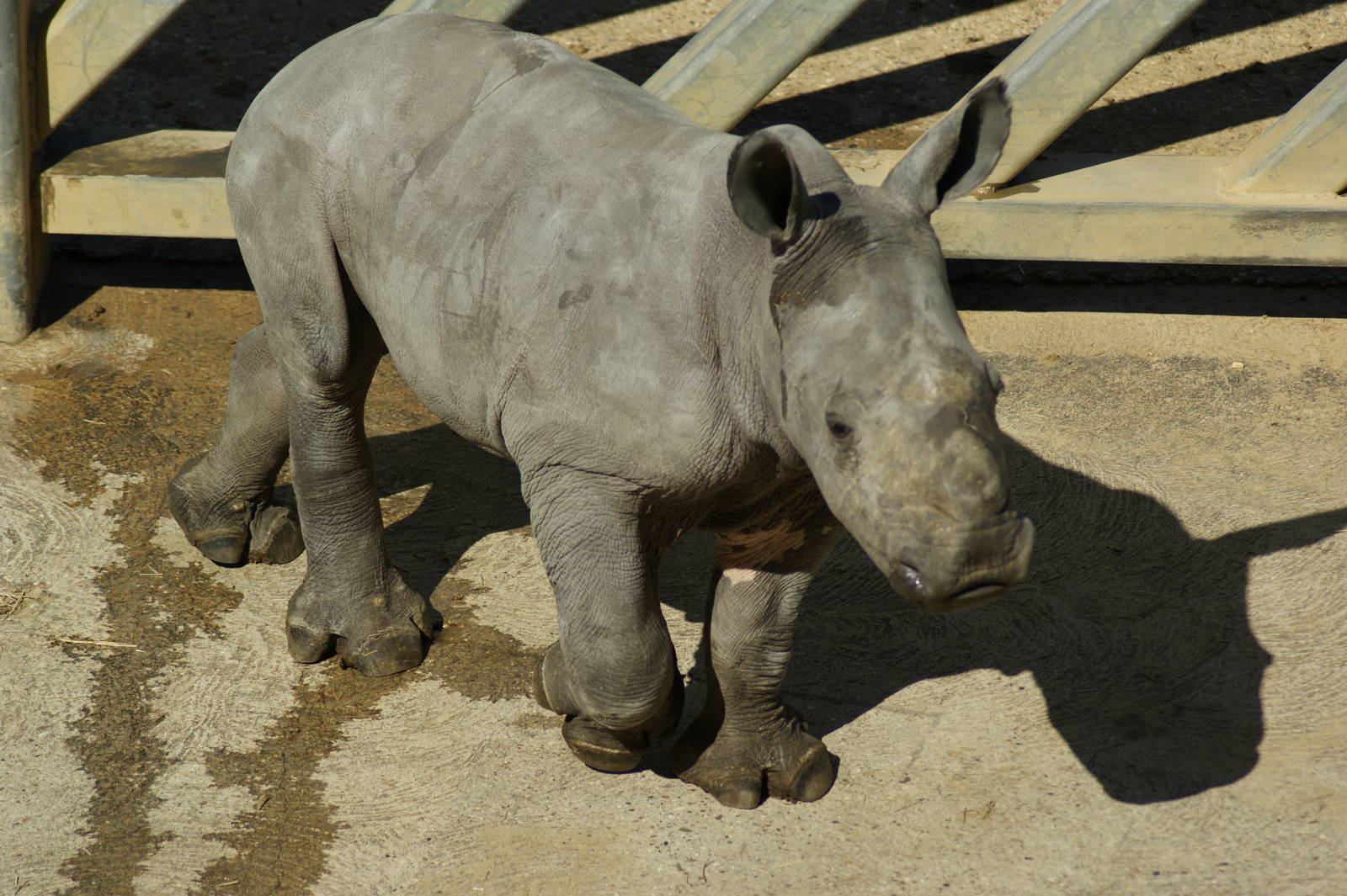 rhino baby