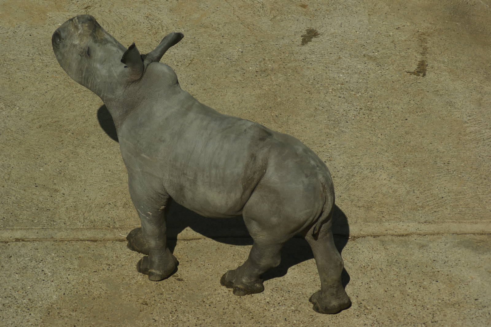 rhino baby