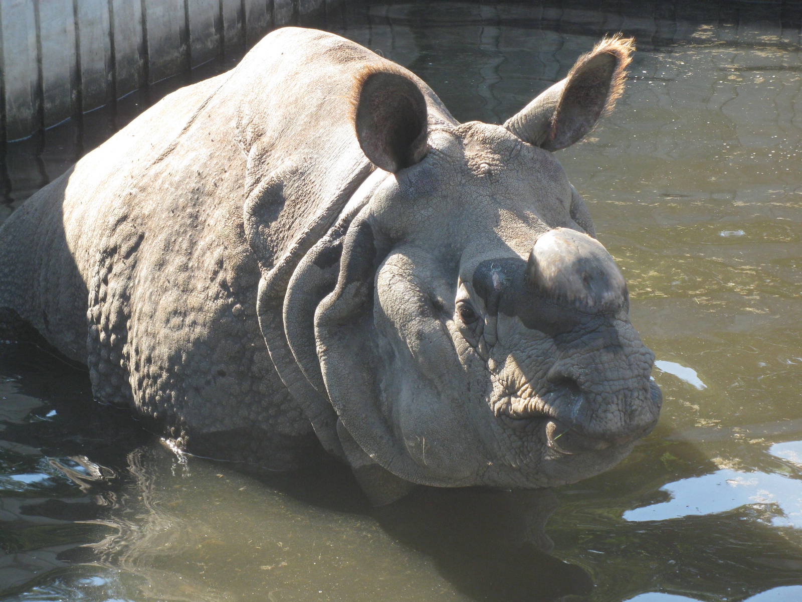 Rhino bath