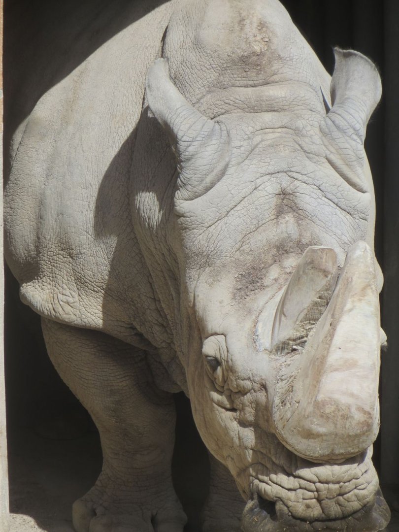 Rhino bull