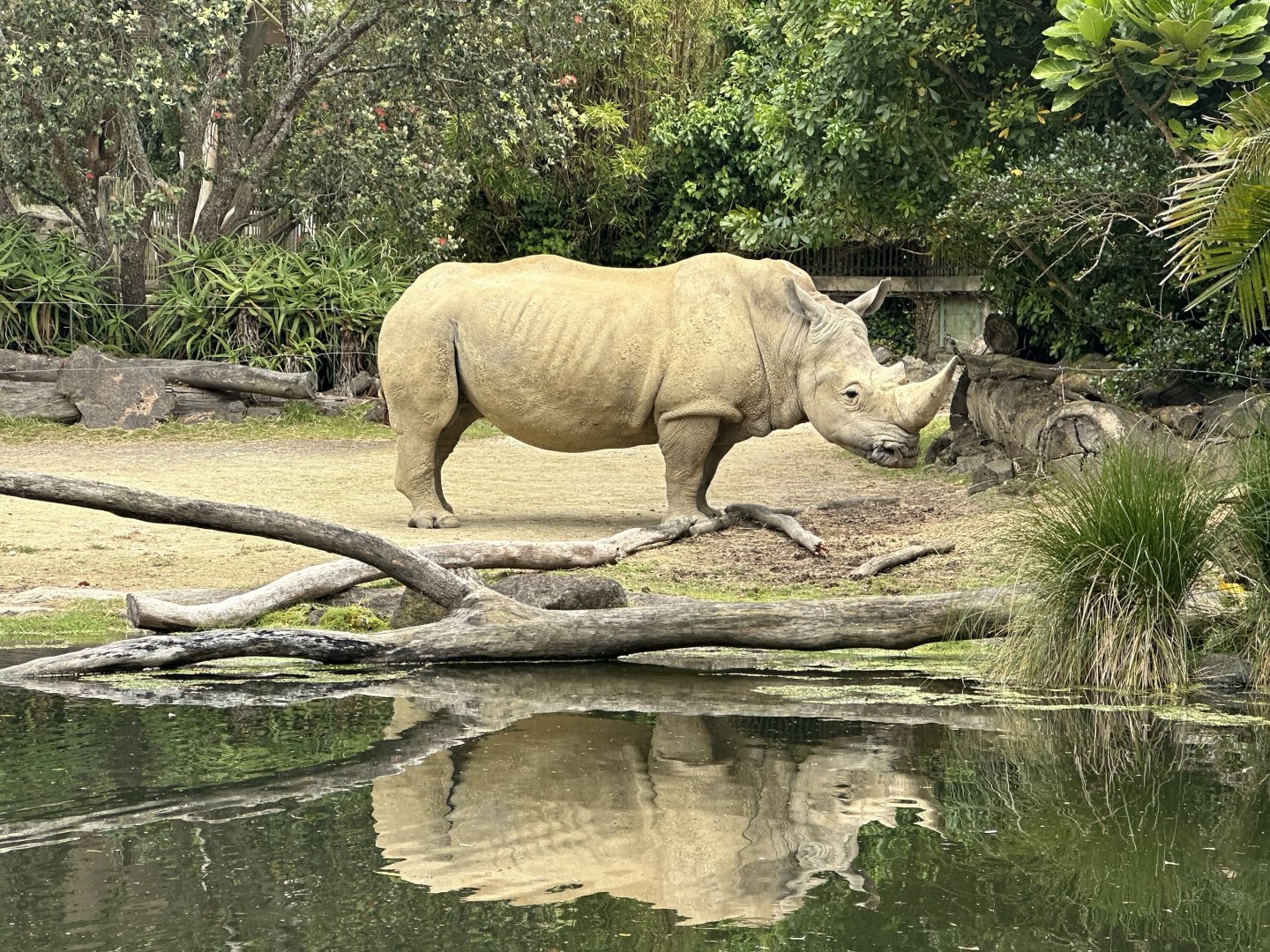 Rhino by Waterhole