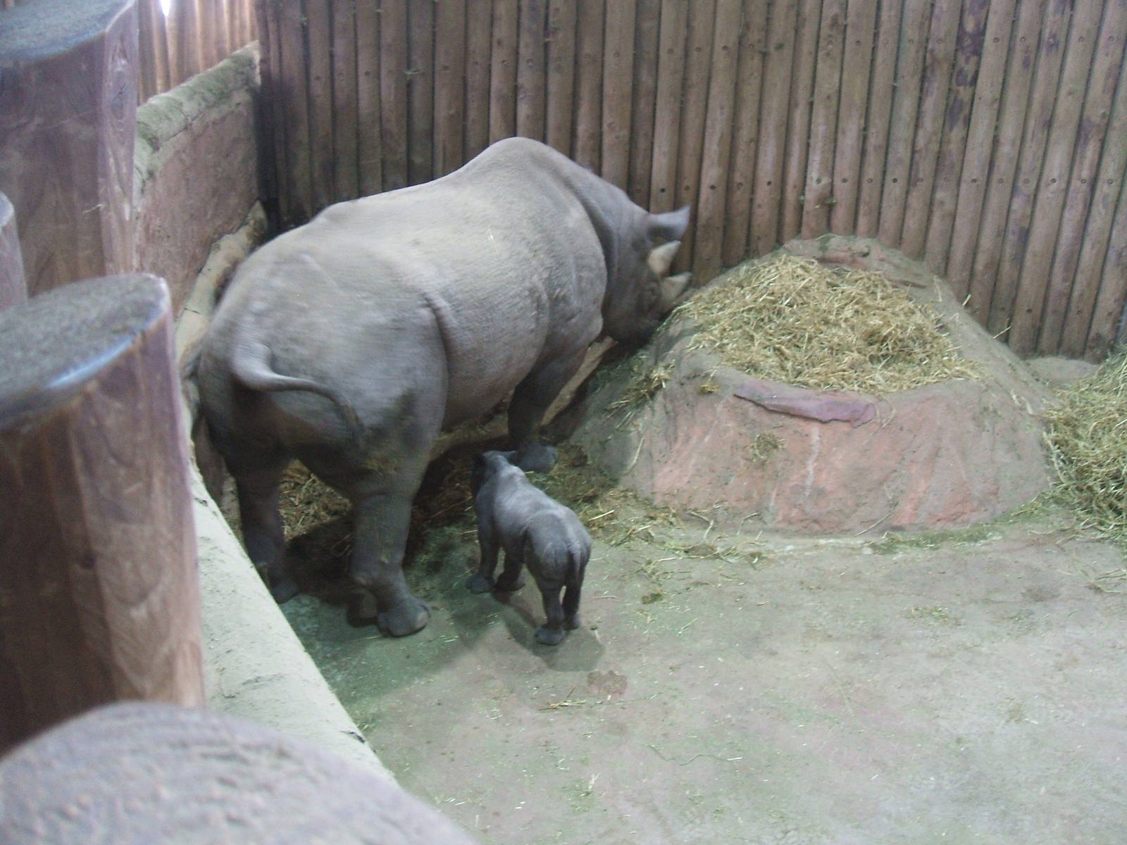 Rhino calf and mother