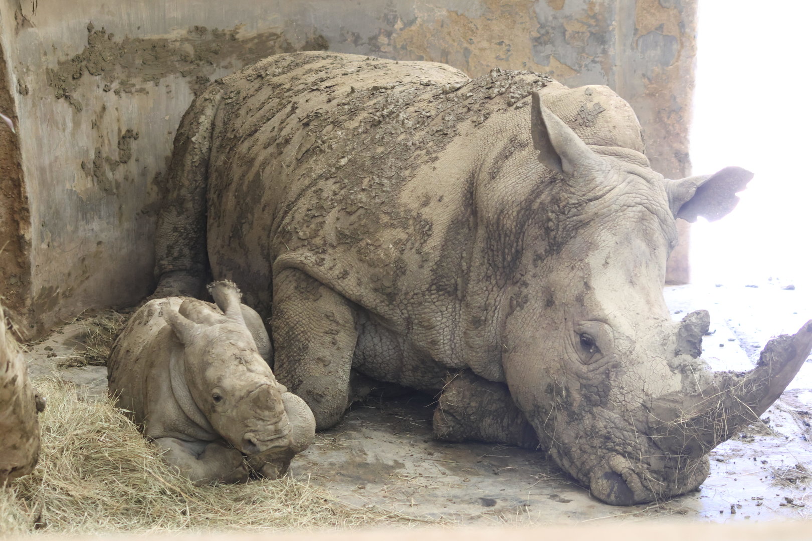 Rhino calf and mother