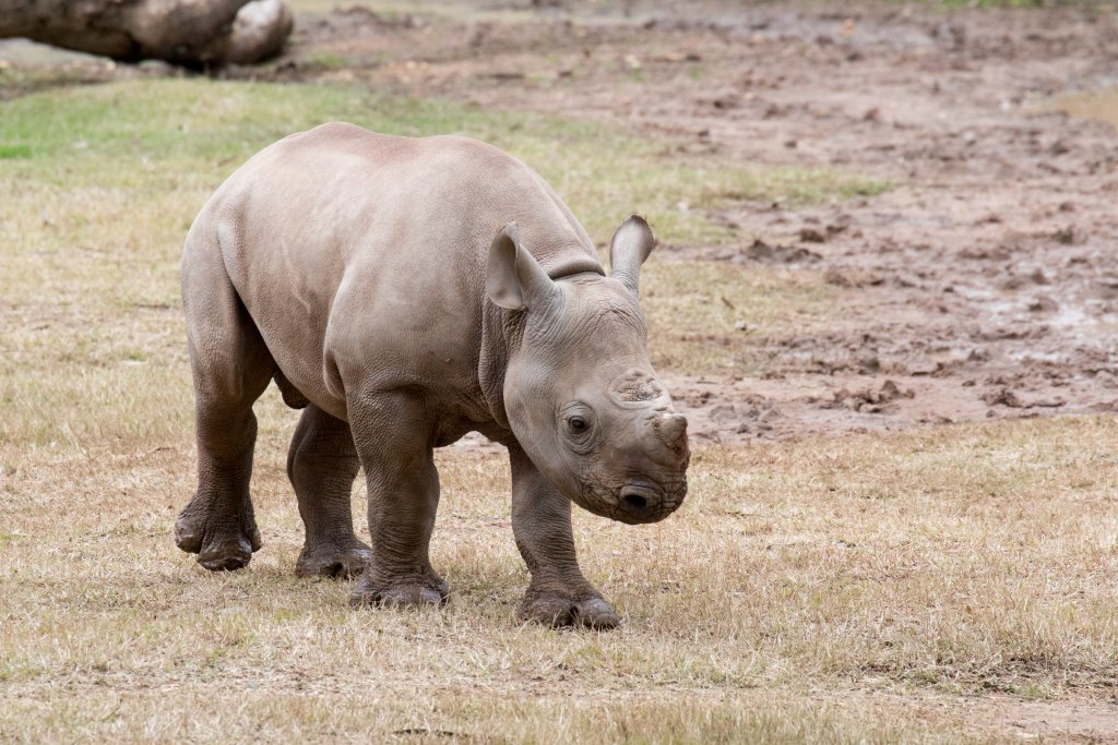 Rhino calf - Dafari - 3 months old