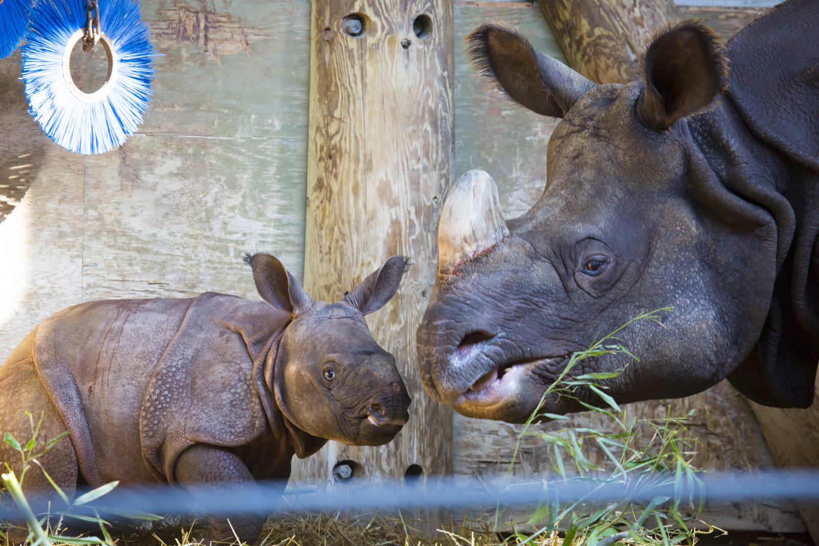 Rhino Calf