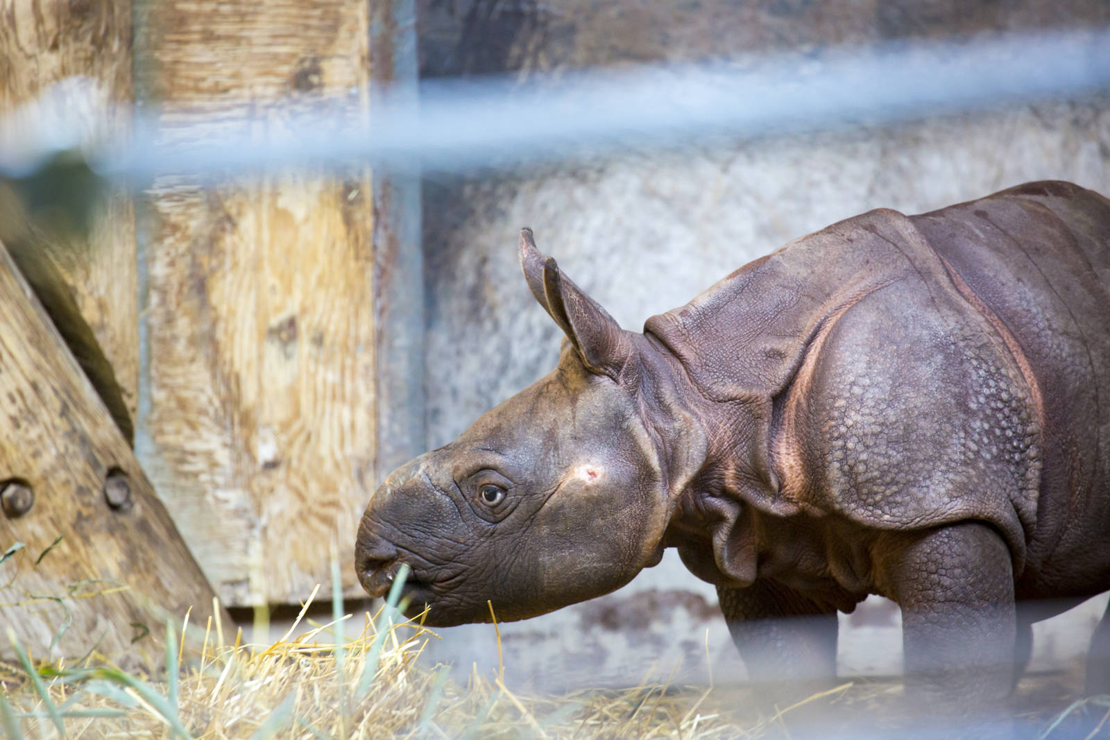 Rhino Calf