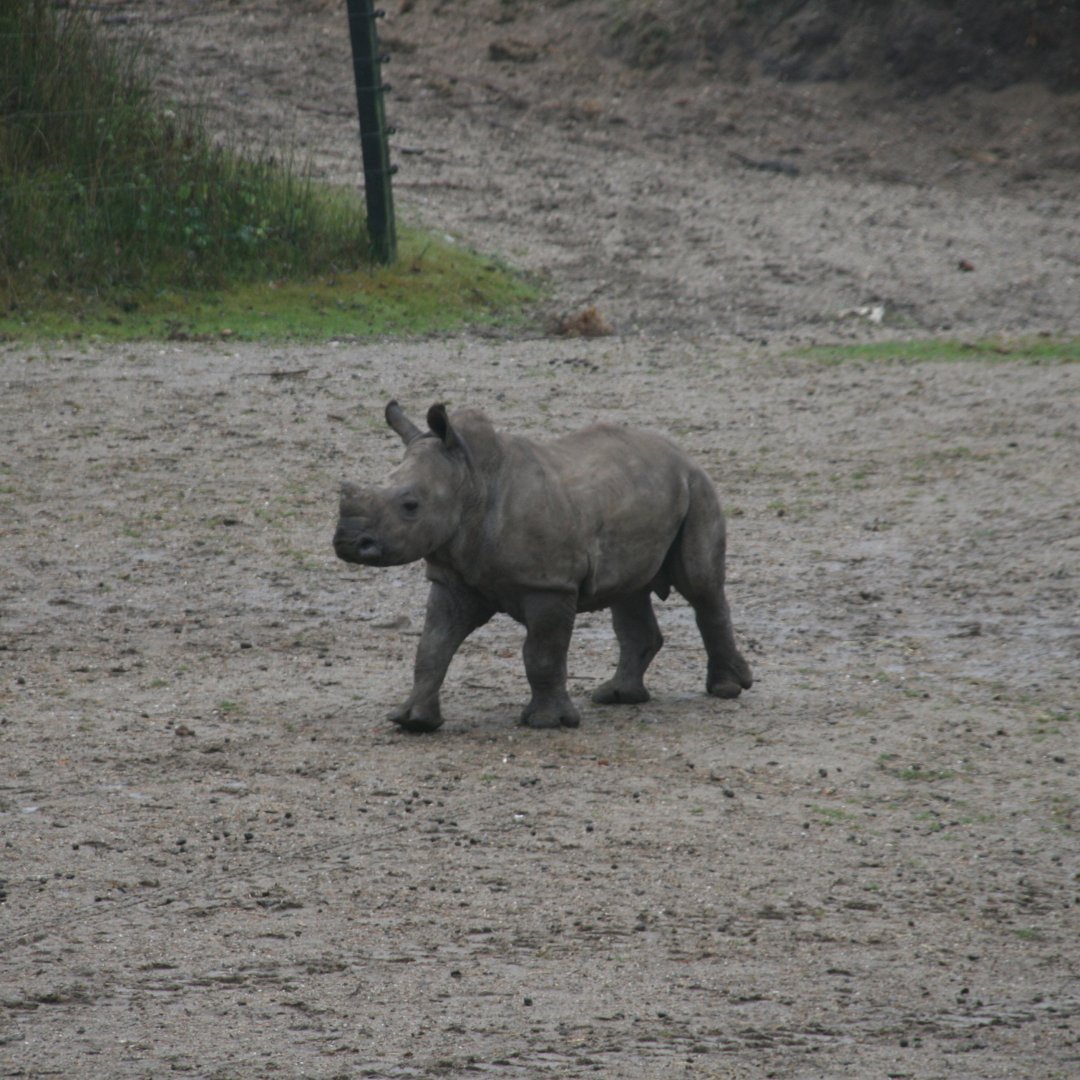 Rhino calf