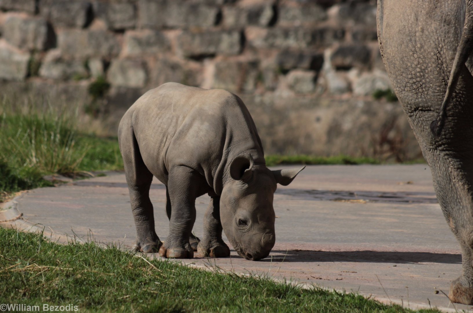 Rhino Calf