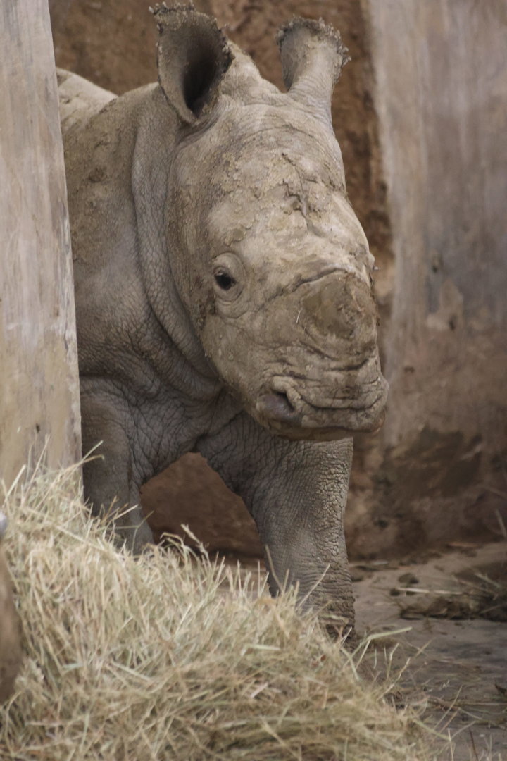 Rhino Calf