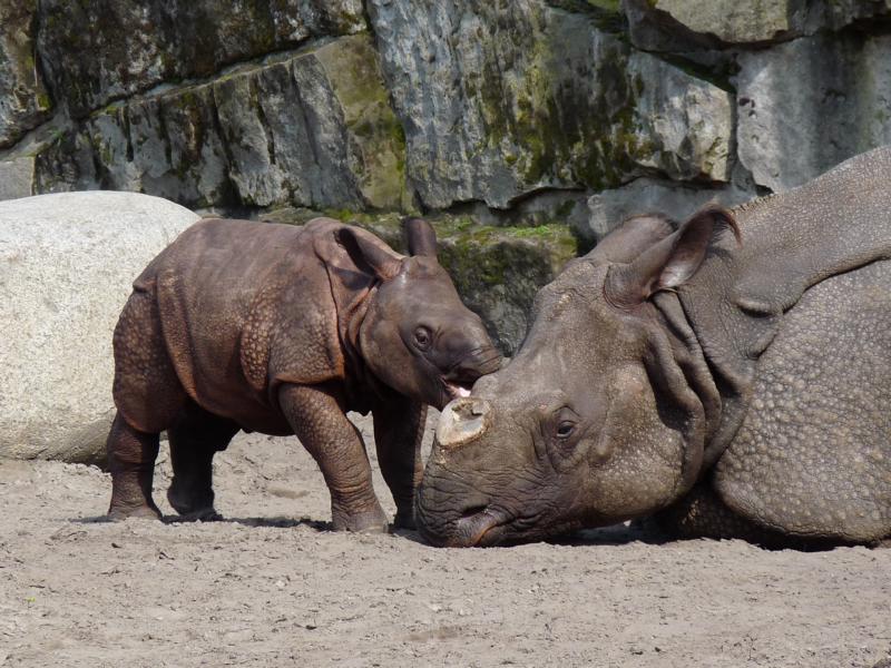 Rhino Calf