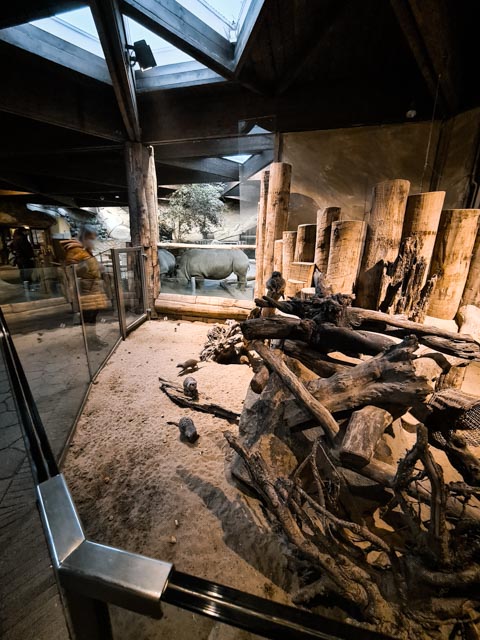 Rhino (Ceratotherium simum simum) and Meerkat indoor