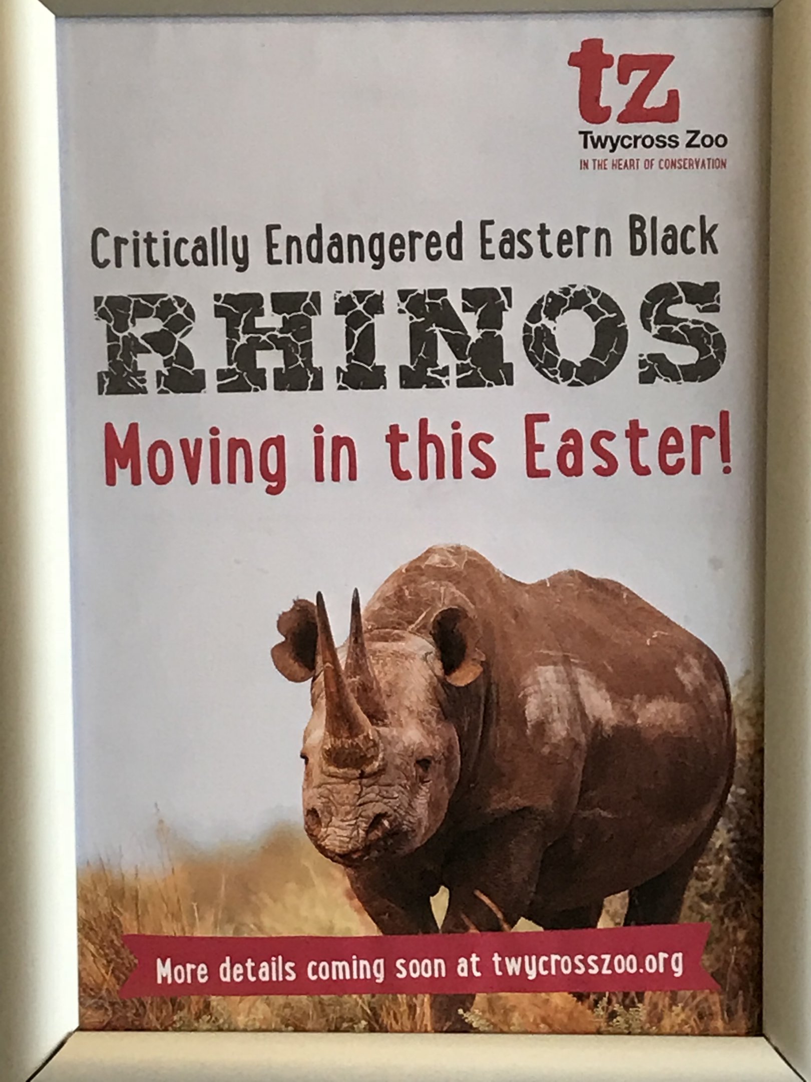 Rhino comeing this easter