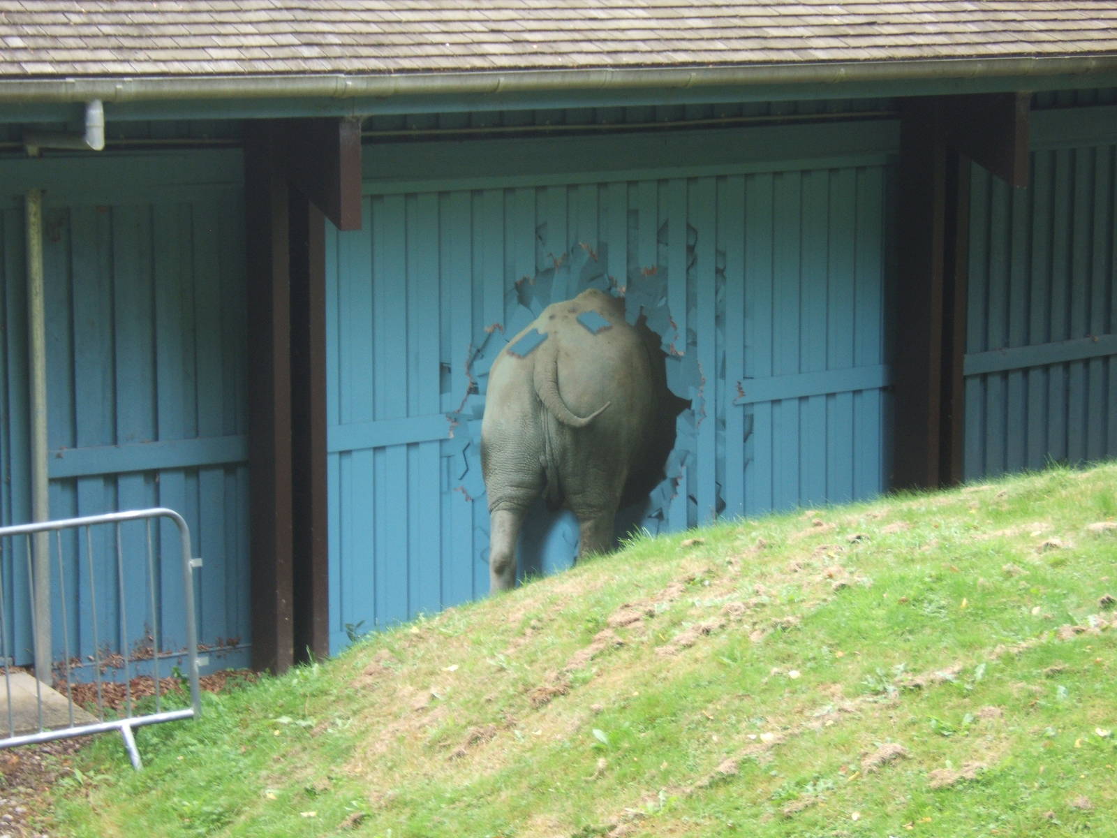 Rhino crashing through the shop wall