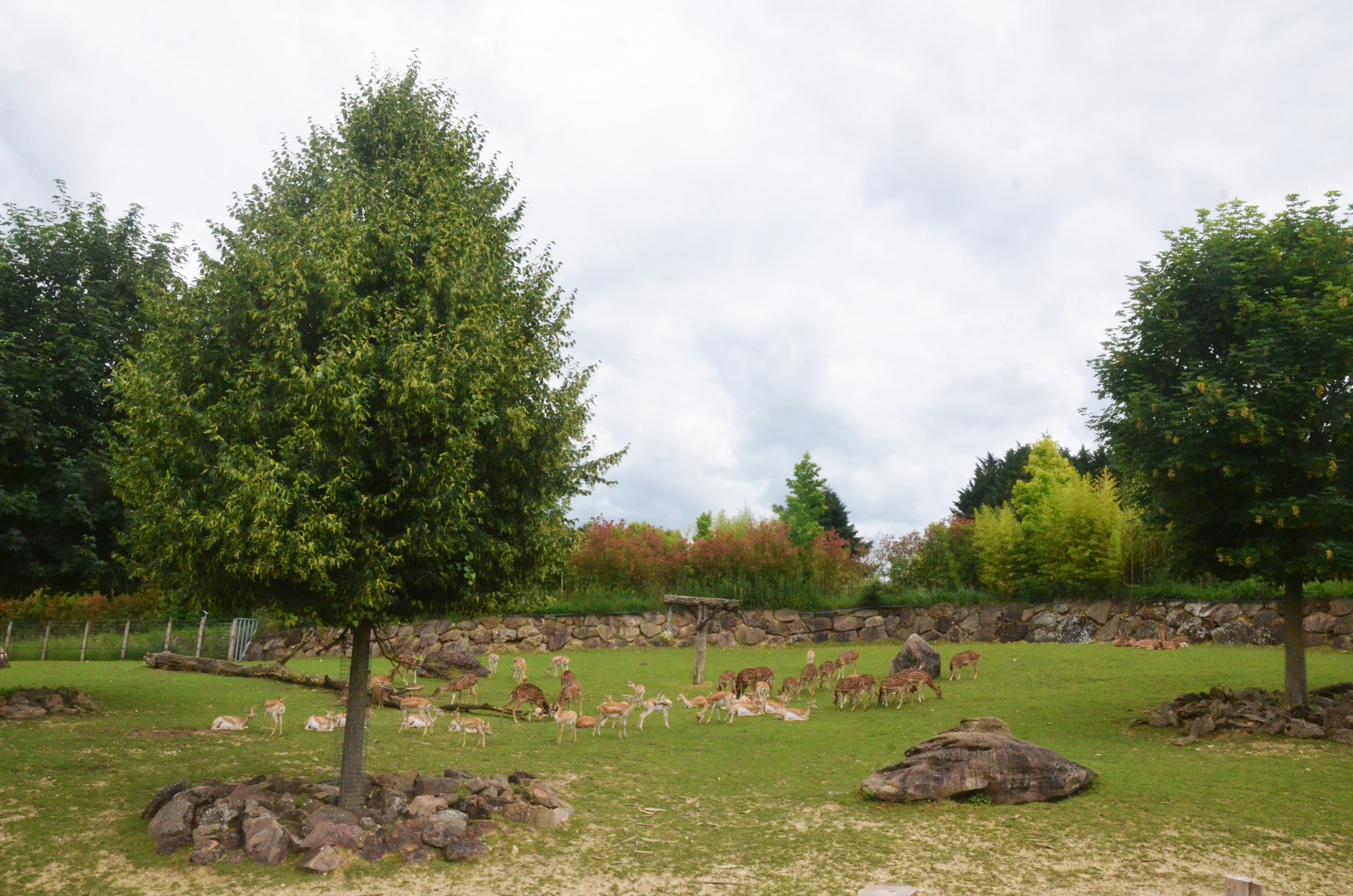 Rhino, Deer and Antelope Paddock at Beauval, 12/06/18