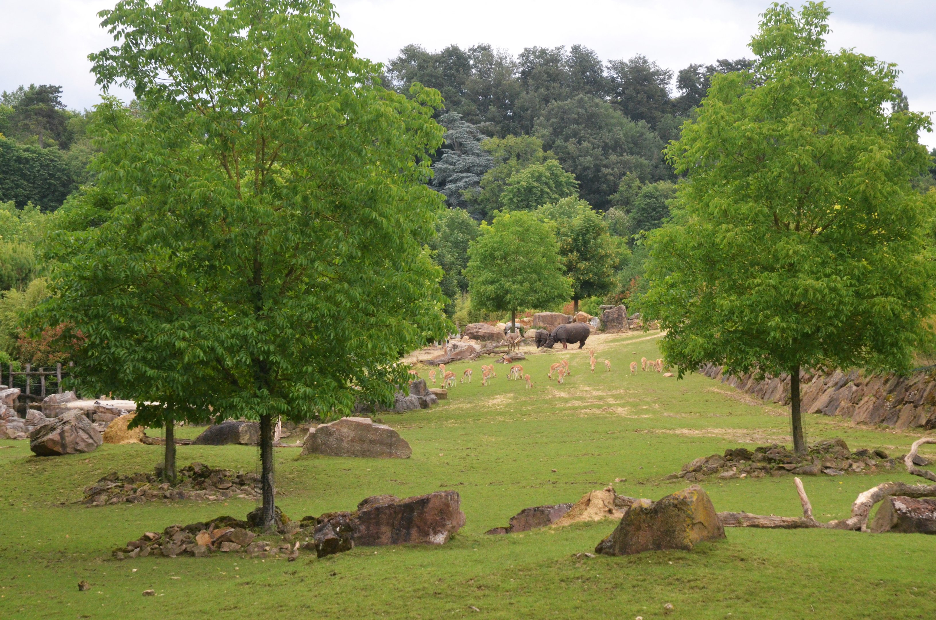 Rhino, Deer and Antelope Paddock at Beauval, 12/06/18
