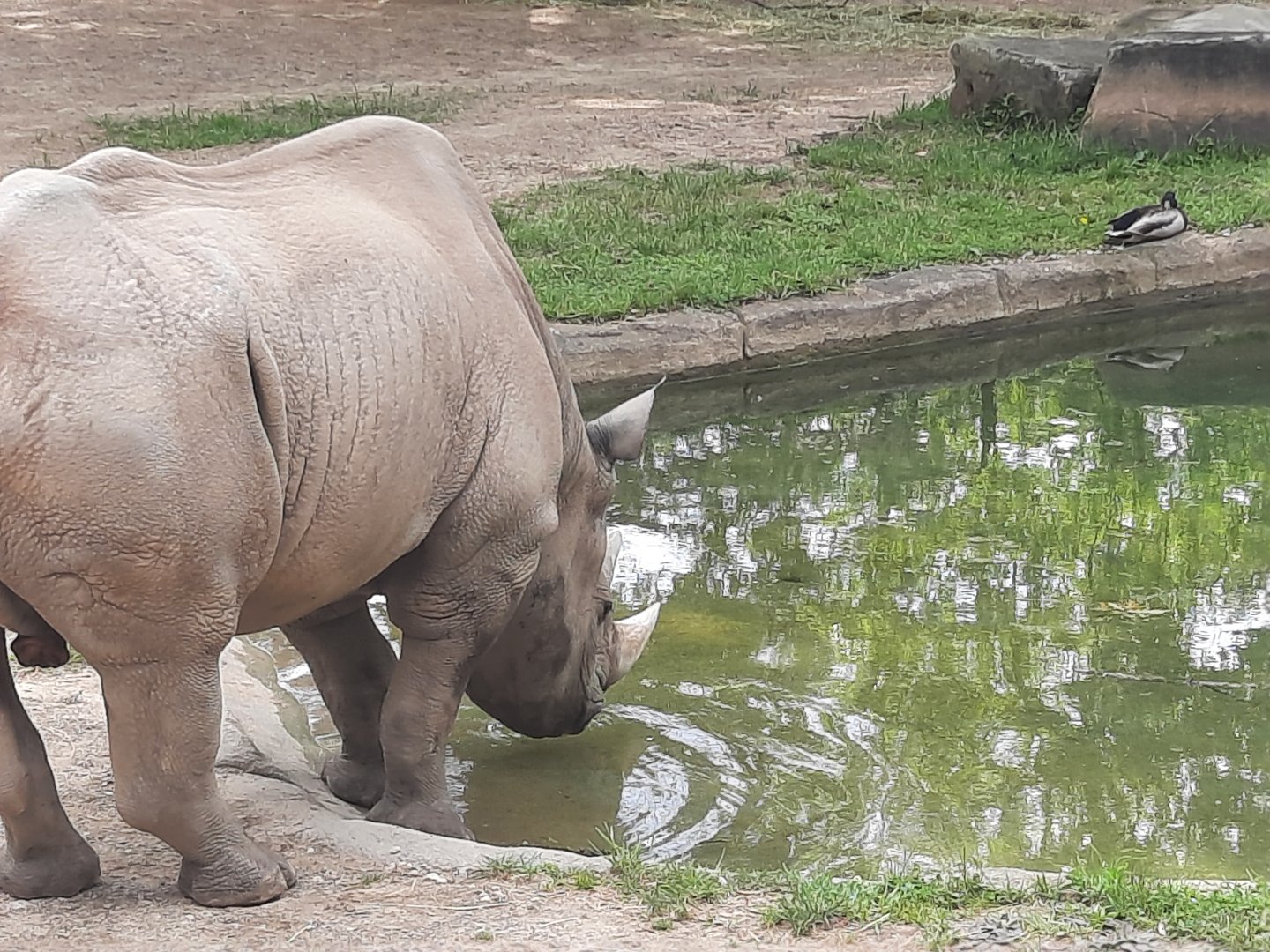 Rhino Drinking