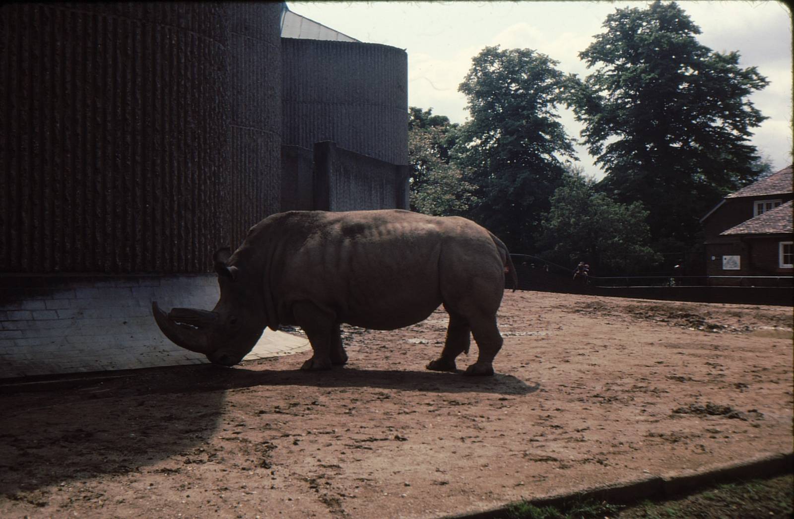 Rhino Enclosure at London Zoo Early 1980's