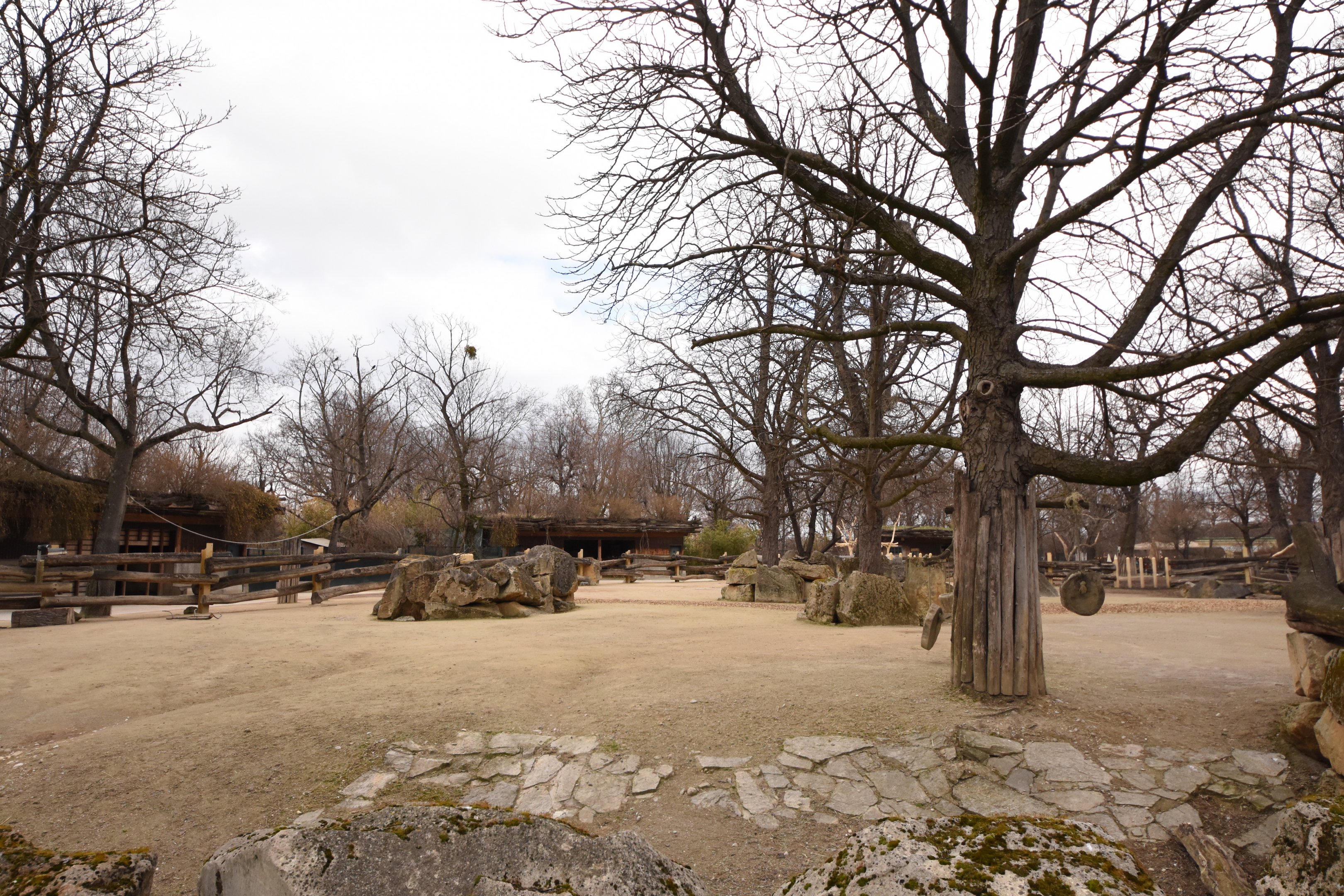 Rhino enclosure - Female outdoors
