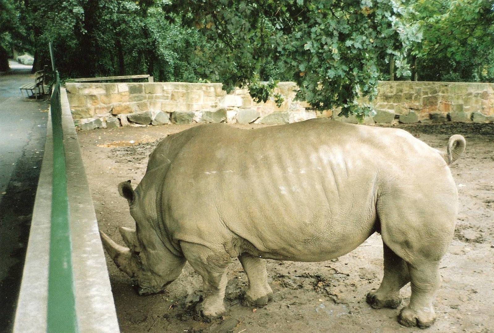 Rhino Enclosure September 1991