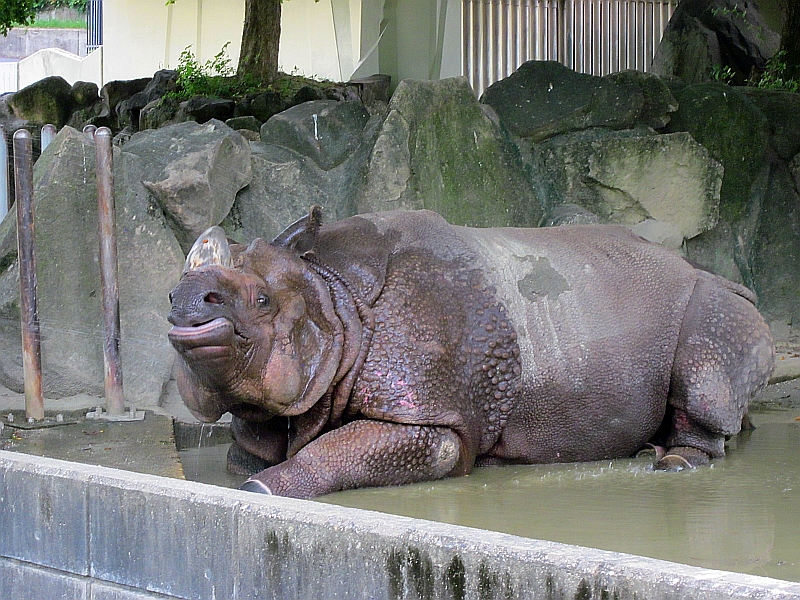 Rhino enjoying a sprinkle of water