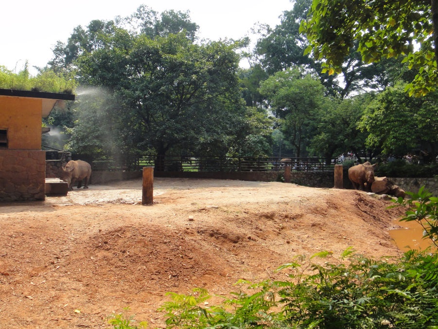 Rhino exhibit -2011