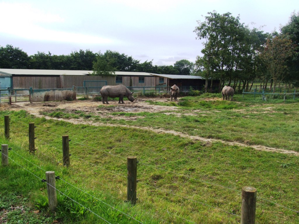 Rhino Exhibit at Howletts, 30/08/14